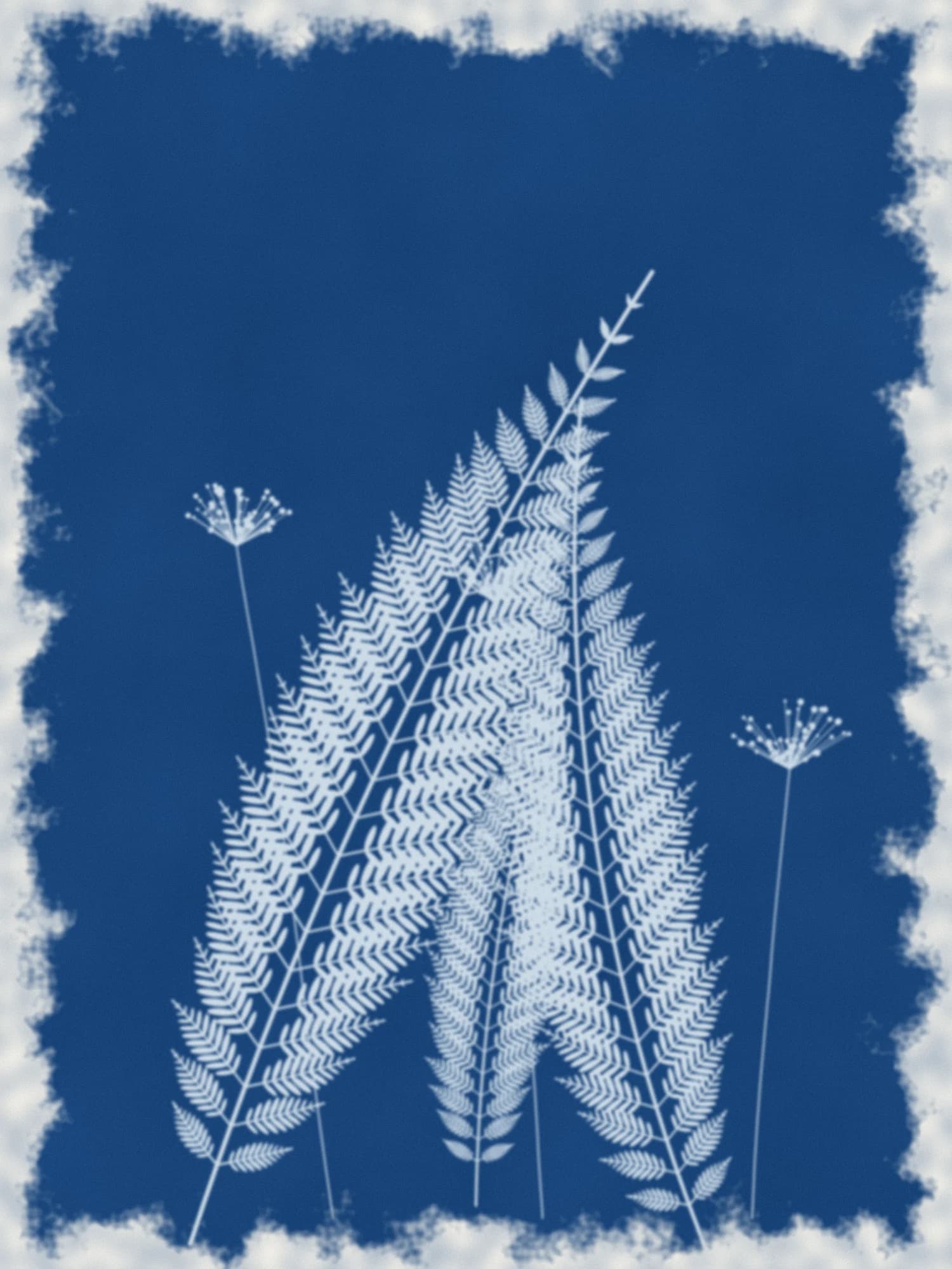A deep blue cyanotype print with pale fern fronds and seed heads and a brushed white border